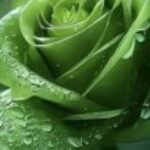 Arife Bursa kullanıcısının profil fotoğrafı