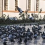 FaziletElazığ kullanıcısının profil fotoğrafı