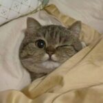 FamidaPonda kullanıcısının profil fotoğrafı