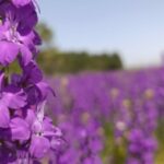 iremNur Polatlılı kullanıcısının profil fotoğrafı