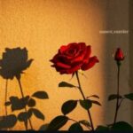 Burcu Eskişehir kullanıcısının profil fotoğrafı